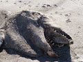 weird marine animals