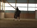 Title:Tempi Changes - Nicolai Description:Nicolai, schooling in his snaffle bridle, does 2-tempi changes. For sale. Excellent schoolmaster, charming, elegant partner.