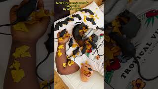 Rat Bat Spider In The Mouth Dont Sleep Eating With Mouth Open Stop Motion Funny Video