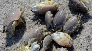 How to catch sand fleas by hand in Florida. How to catch sand fleas by hand in Florida.