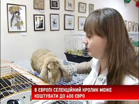 Как сделать маточники для кроликов видео Как сделать маточники для кроликов видео