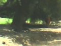 toro enojado