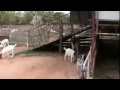 Boer Goat Farm in North East Thailand Mr Katz Michael