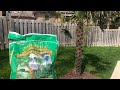 How to fertilize your palm trees