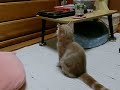 小太郎（猫） 2012_7_24