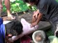 pig