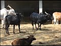 Mating Of Amruth Mahal Cow Bulls Frenzy images Mating Of Amruth Mahal Cow Bulls Frenzy