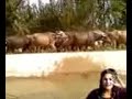 Pashto Girl Seeming Pol Danc 2014 images Pashto Girl Seeming Pol Danc 2014