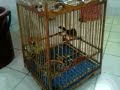 image Murai Batu Betina Bersuara