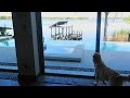 COOPER AND KODA CHECK OUT THEIR NEW HOUSE! (Super Cooper Sund...
