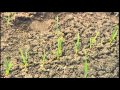 How to Start a Vegetable Garden How to Start a Vegetable Garden