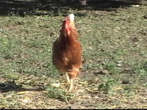 Chickens of Fire