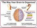 Cerebrum