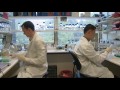stem