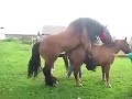 Horse meeting wonder full