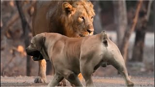 Why Boerboel Was Used For Lion Hunting