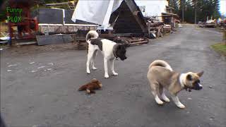 Ultimate FUNNY DOGS & CUTE PUPPIES of 2018 | Try Not to Laugh Animals & Pets Compilation A