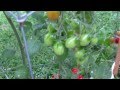 PlantProfile : Red Grape Tomato