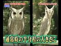 owl