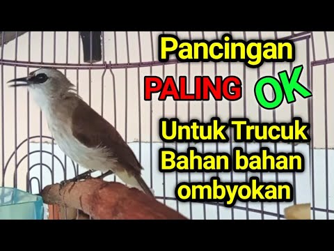 TRUCUK BAHAN OMBYOKAN PINGIN GACOR..? PAKAI INI Pancingan trucukan agar bunyi gacor