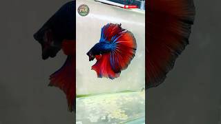 Ohm Betta Fish
