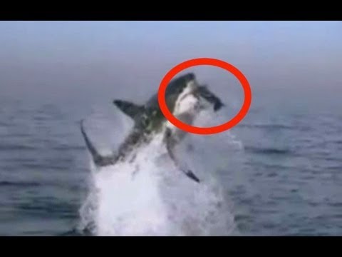 Watch Shark attack caught on camera off South Australian coast. Shark attacks seal.