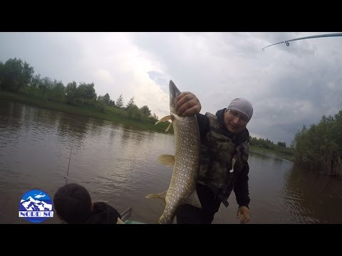 фазы клева щуки фазы клева щуки