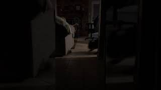 Top ten funny dog moments April 2019
