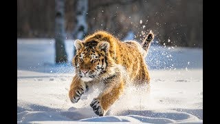 Дикая природа  России   Wildlife in Russia   National Geographic 4K Ultra HD