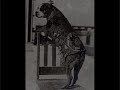 Sergeant Stubby World War I Hero Dog Sergeant Stubby World War I Hero Dog