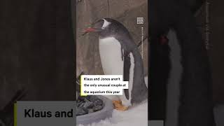 Two Male Penguins Rekindle Their Romance For Nesting Season