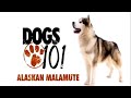 Dogs 101 Alaskan Malamute (in HD!!!)