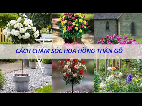 Cách chăm sóc hoa hồng thân gỗ