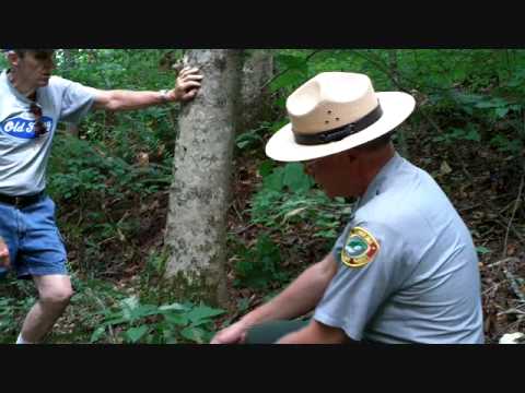 Christmas Fern.wmv Video Christmas Fern.wmv Video