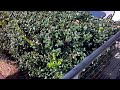 Motorola PHOTON 4G 720p HD Video Sample