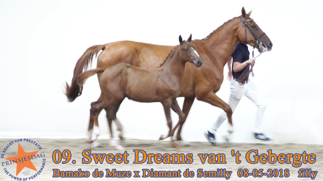 09 Sweet Dreams van 't Gebergte v. Bamako de Muze x Diamant de Semilly www.prinsjesdag.eu