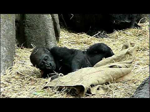 布で遊ぶ、上野動物園のゴリラの赤ちゃんコモモ。Cute baby gorilla playing．