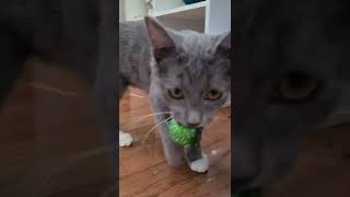 Bex And Ball