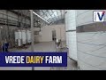Inside the controversial Gupta Free State dairy farm