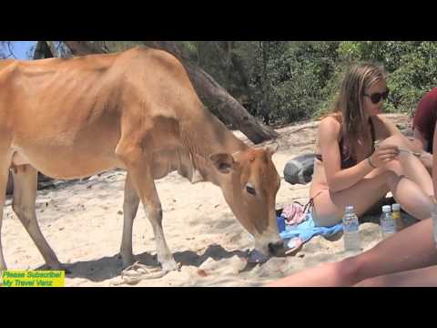 Mad Cow Attack Koh Russei Cambodia