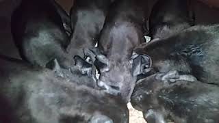 Blackrocks Ch Lil Madison Bis X Lil Red Bis
