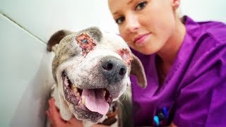 Amazing blind pit bull abandoned at a shelter NEEDS YOU !
