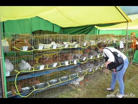 Рентабельность кролиководства в домашних условиях Рентабельность кролиководства в домашних условиях