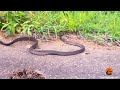 Battle Between a Boomslang Snake and a Flap-Necked Chameleon