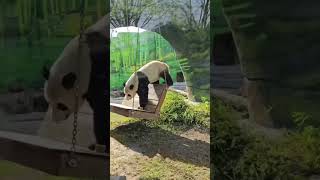 #Памятиюрышатунова #Апрель2024 #Зоопарк #Панда