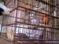 Filhotes de canario belga com 23 dia de idade - youtube