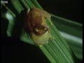 Panama frogs serenade females - The Trials of Life - BBC