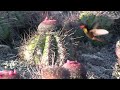 Ruby-Topaz  Hummingbird