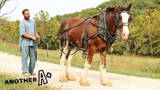 Oliver’s Training Continues…Clydesdales Second Harness Lesson!