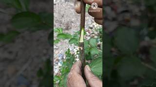 Fruit Tree Grafting Tipsber Tree Graftingfruit Plant Grafting. Ber.